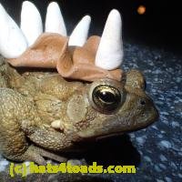 /home//u458753944/public_html/sourcegallery////////////////////////Roxborough Toad Detour/2013-2019/2018/2018-04-13/P4130039.JPG